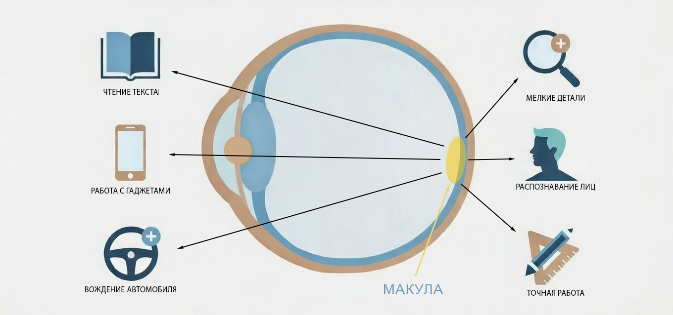 макула